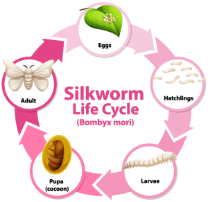 From Silkworm to Brindy Luxury Silk: The Fascinating Life Cycle of Silk
